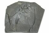 Ordovician Brittle Star (Ophiura) - Morocco #365277-1